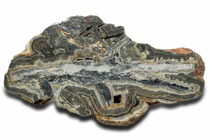 Huge Polished Wyloo Agate Section - Australia #353581